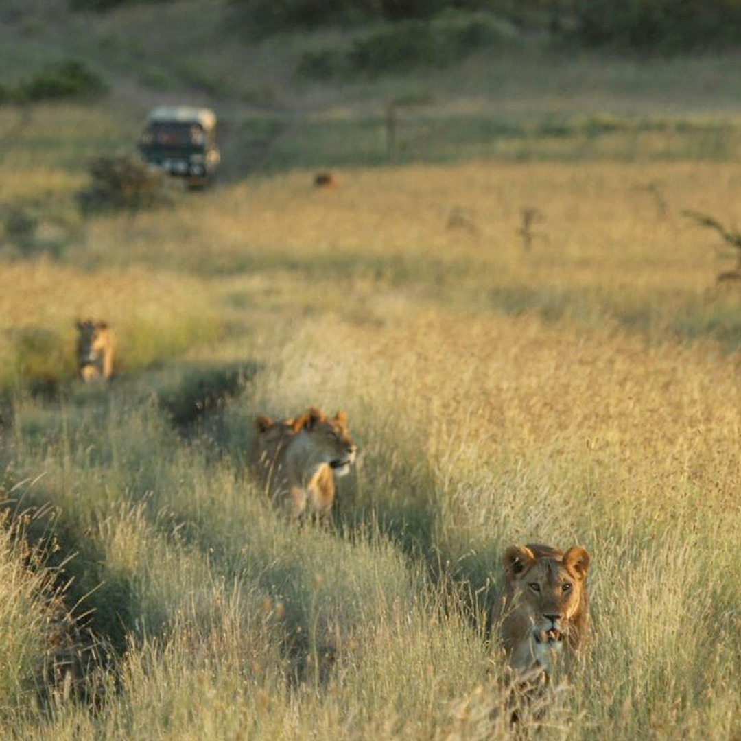 Kenya Safari - Lions
