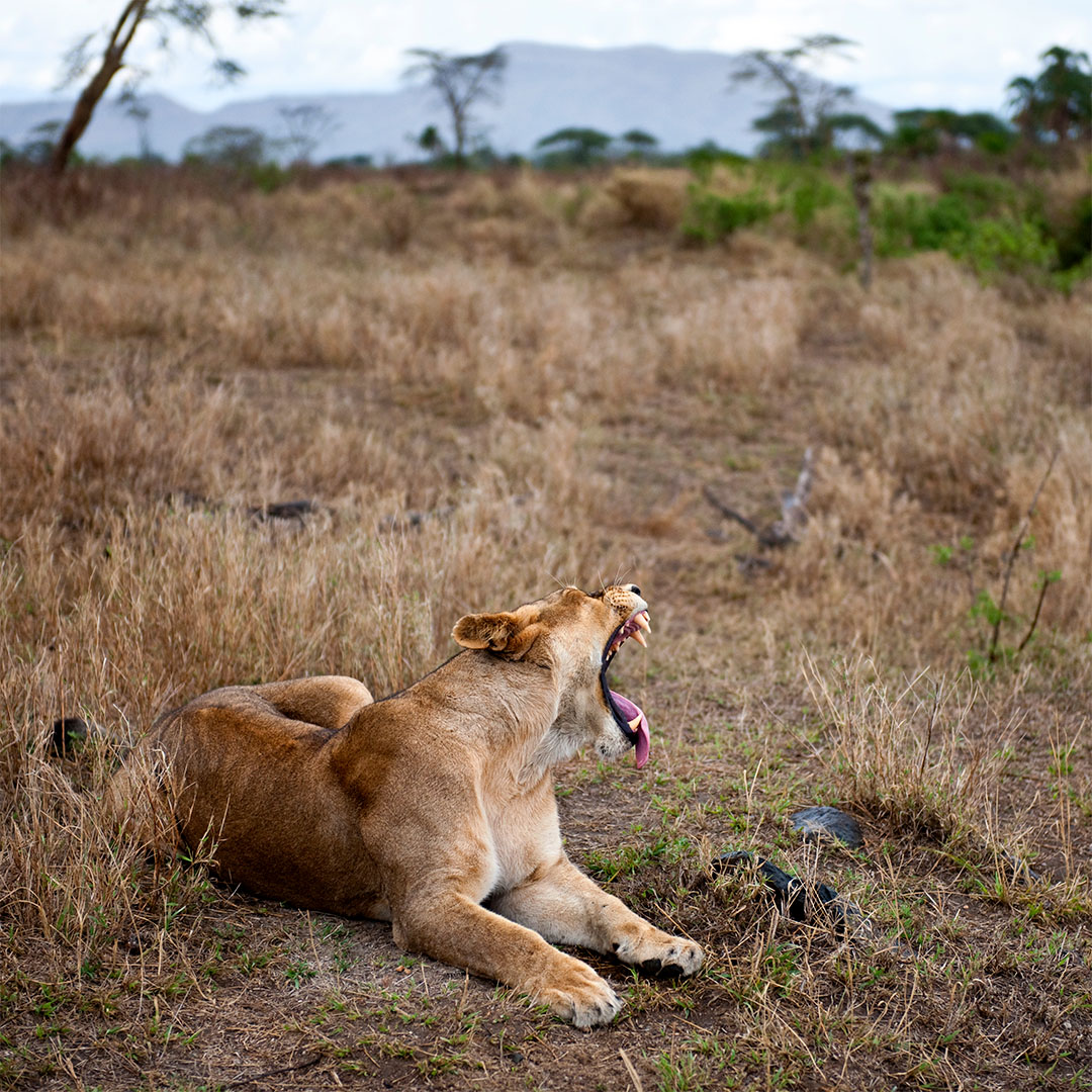 Lion in East Africa