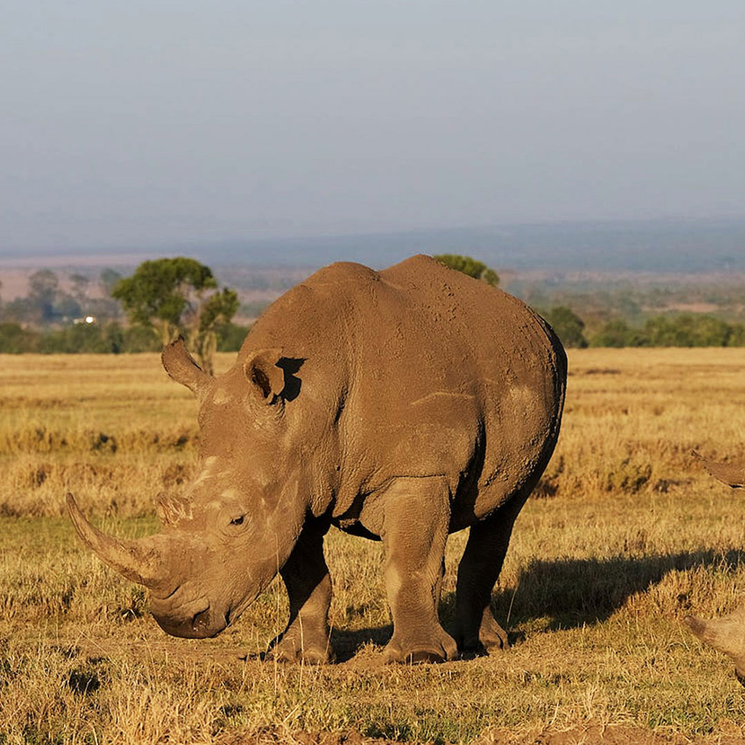 Rhinos in Kenya