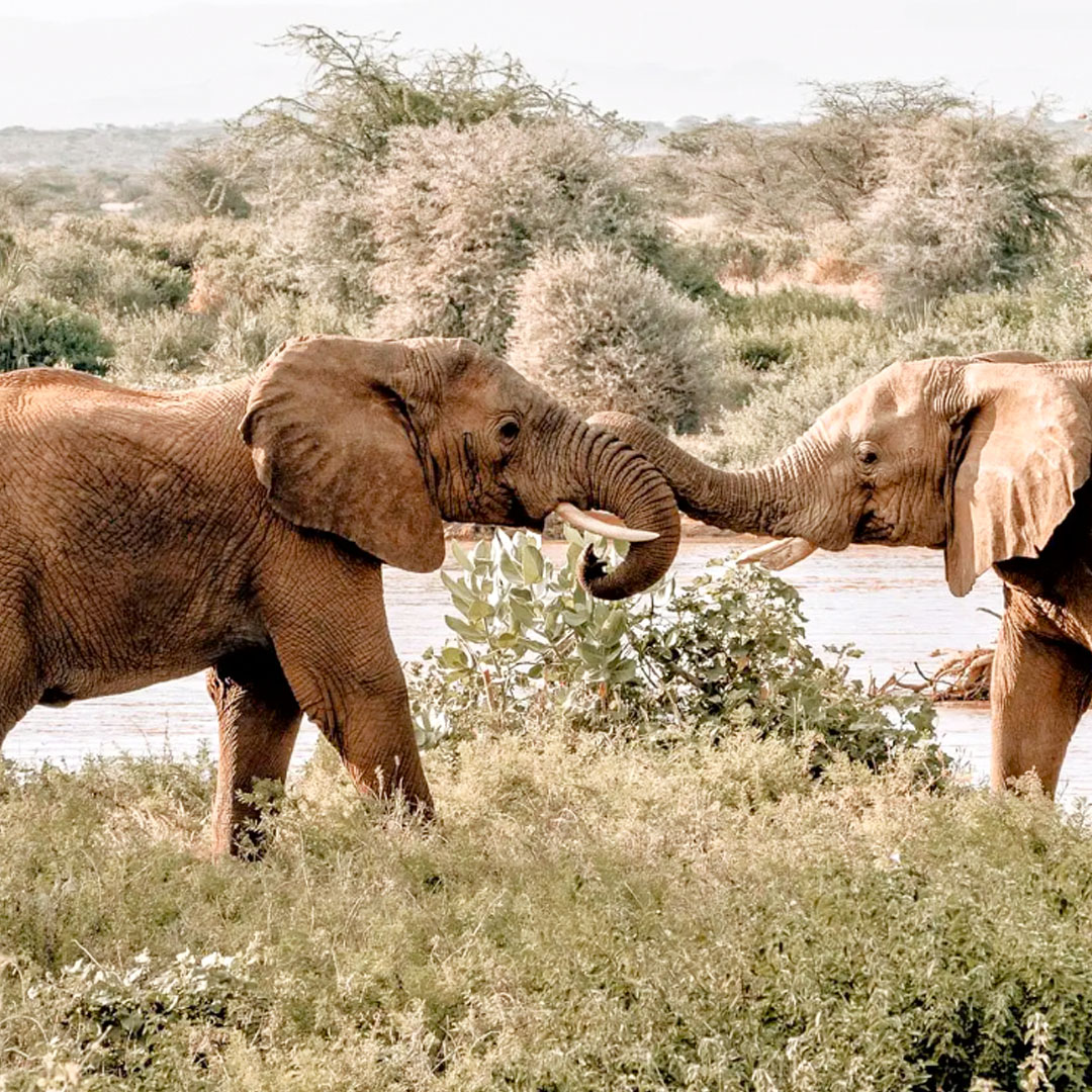 THE MASAI MARA Elephants