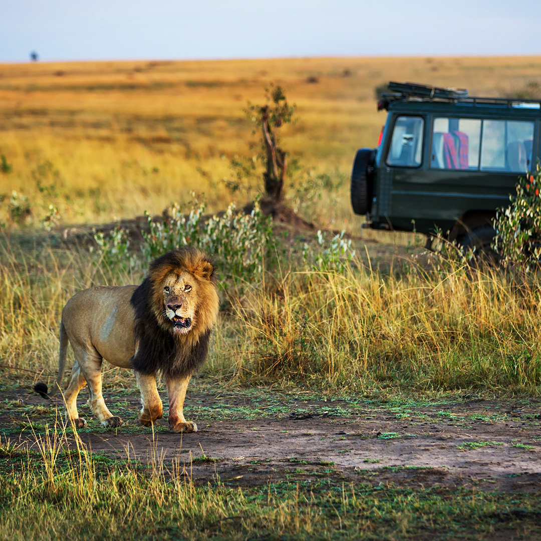 THE MASAI MARA Lion in kenya