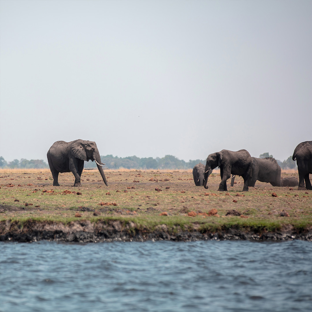 african-elephants-group-grazing-by-water-national-park-africa