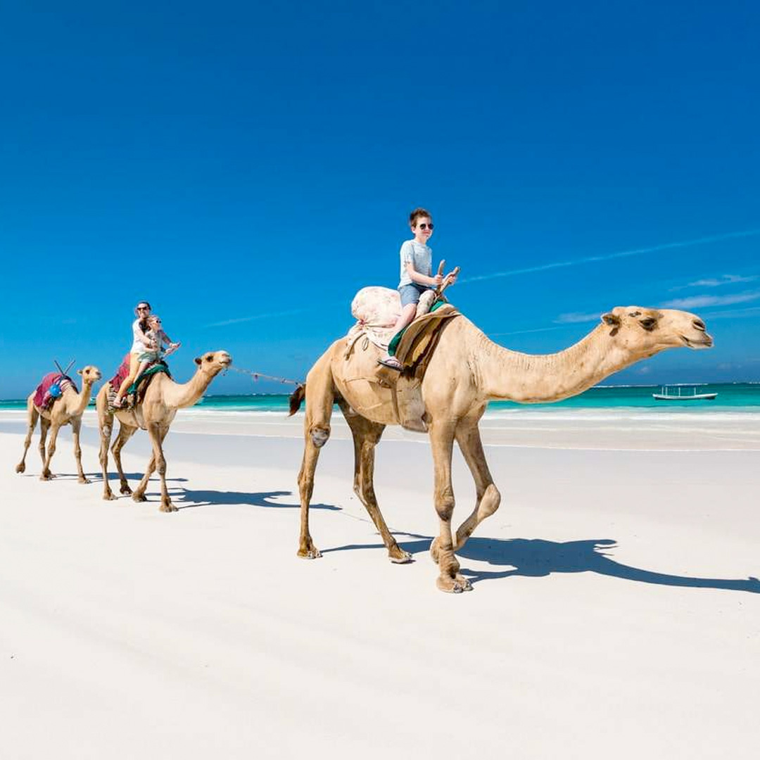 camel in kenya