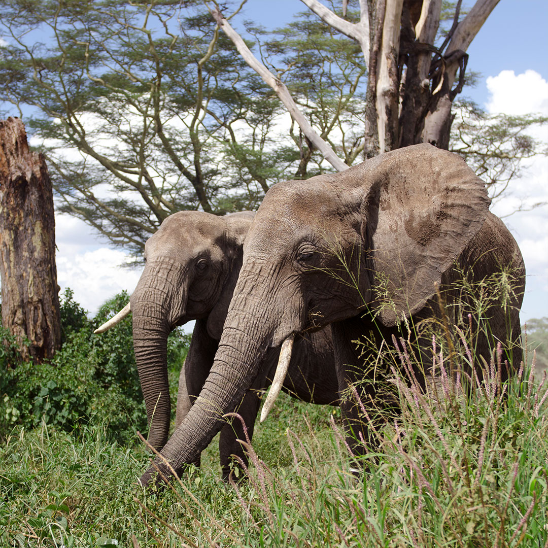 elephants-serengeti-national-park