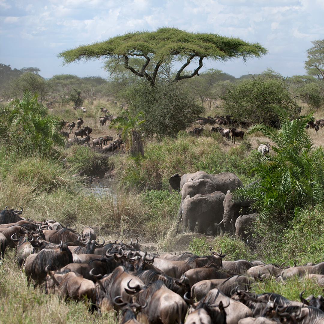 elephants-wildebeest-serengeti-national-park