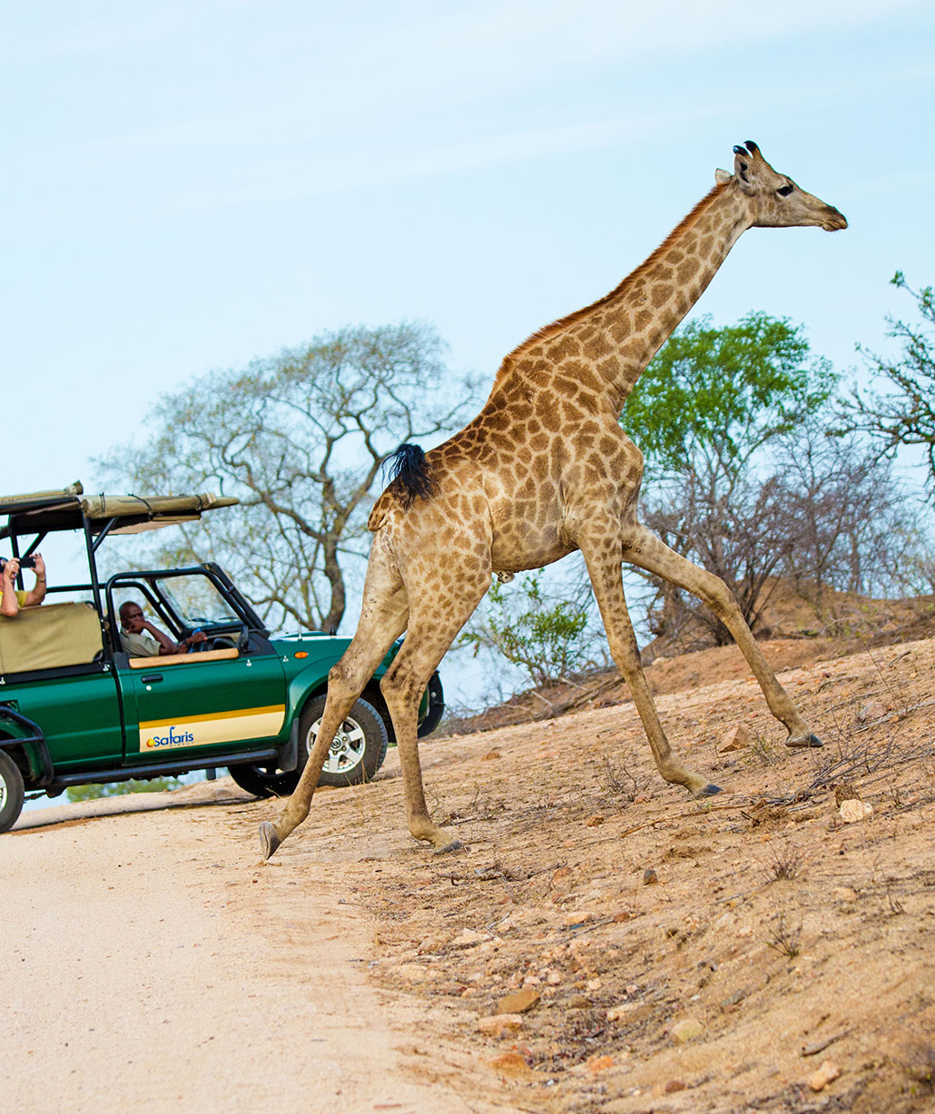 giraffe-crossing-road-kruger-national-park