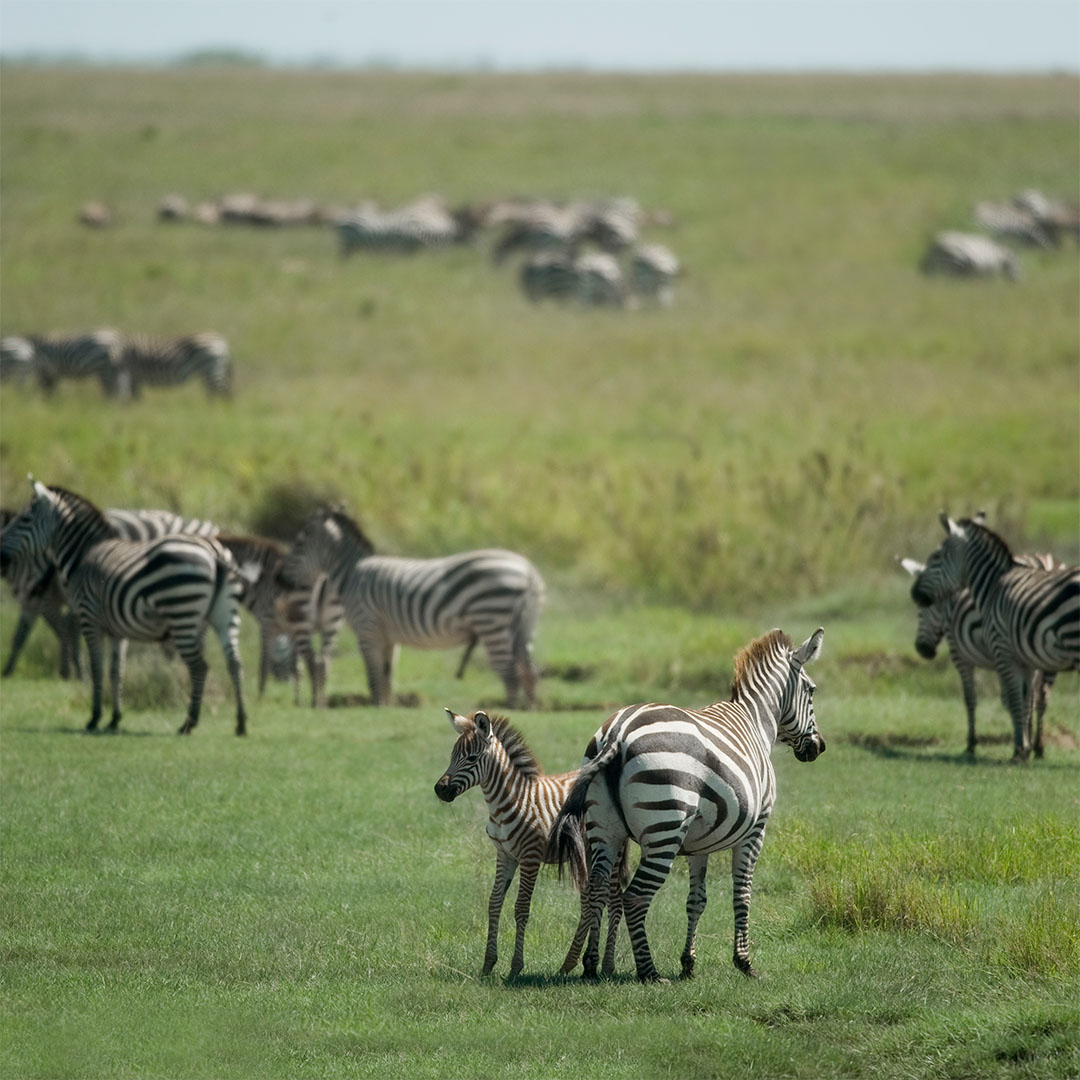 herd-zebra-serengeti