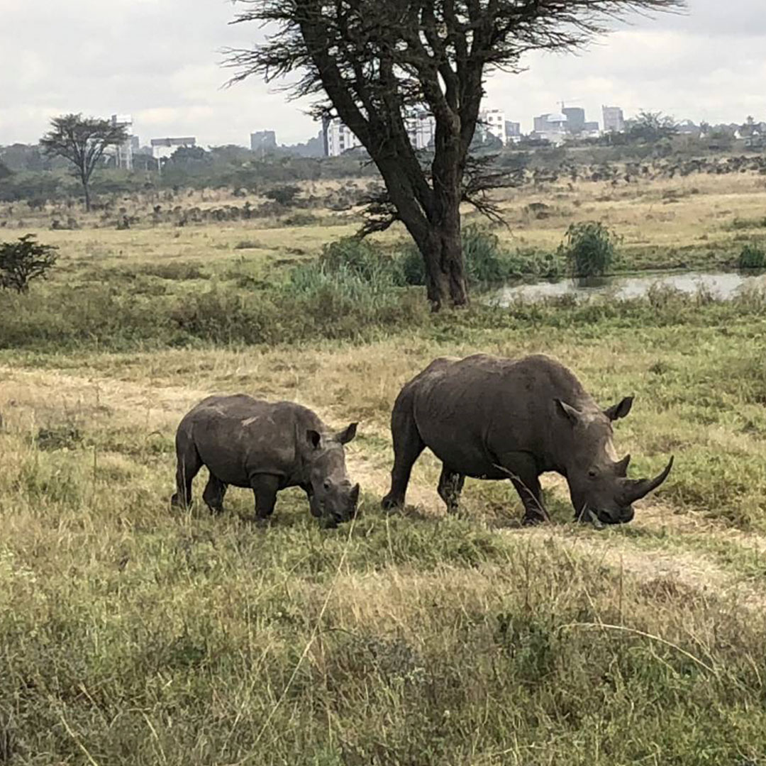 nashorn-afrika-kenia