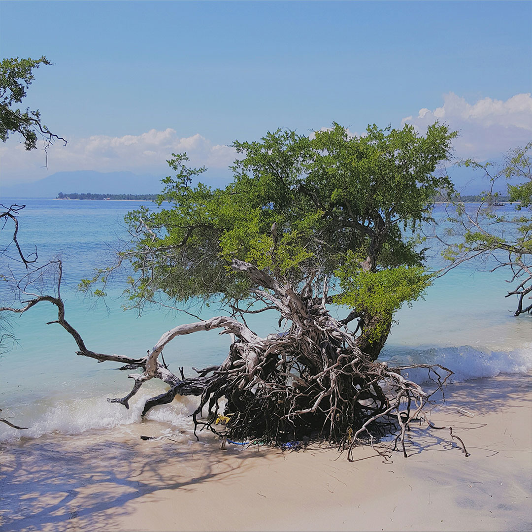 tree-beach-against-sky