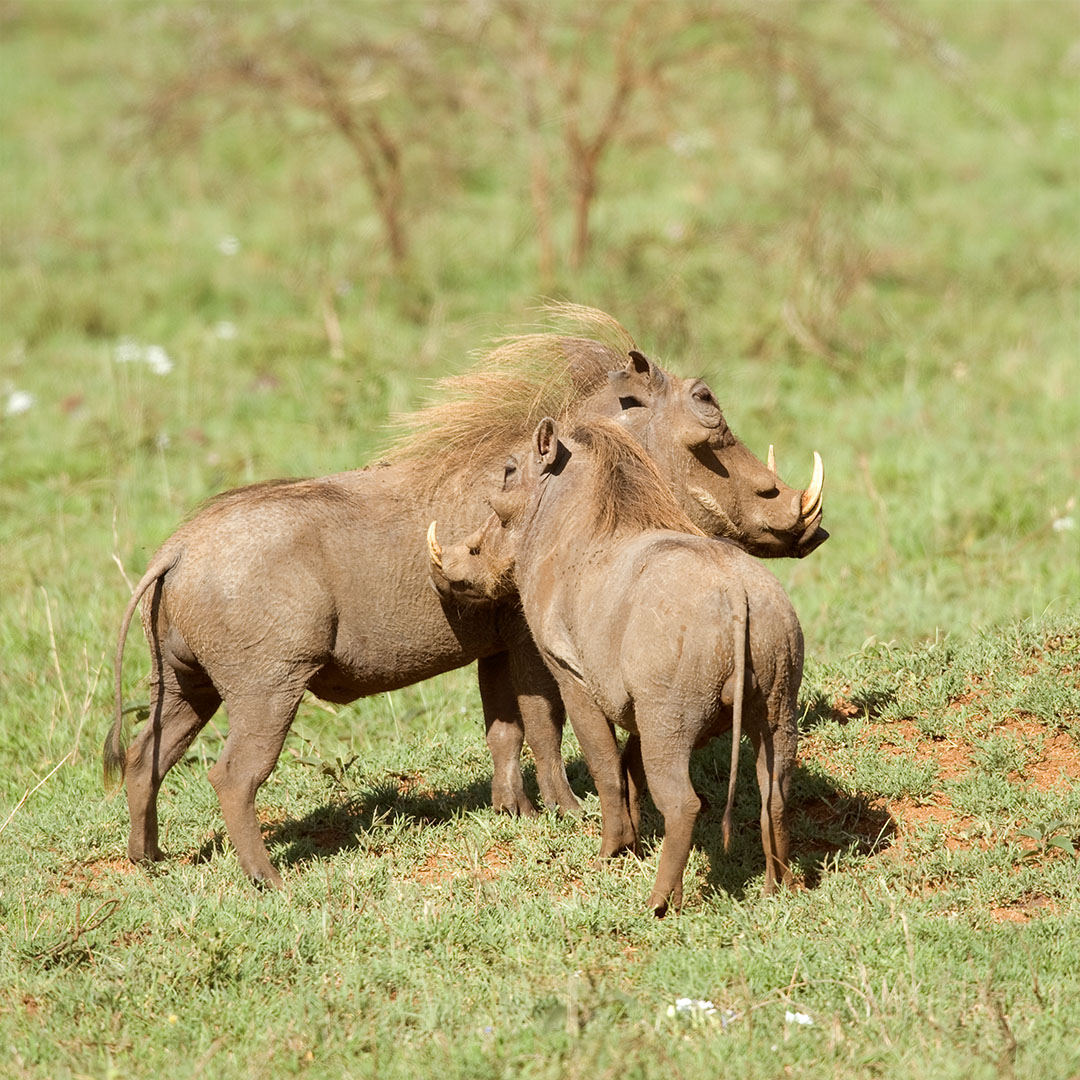 warthog in kenya