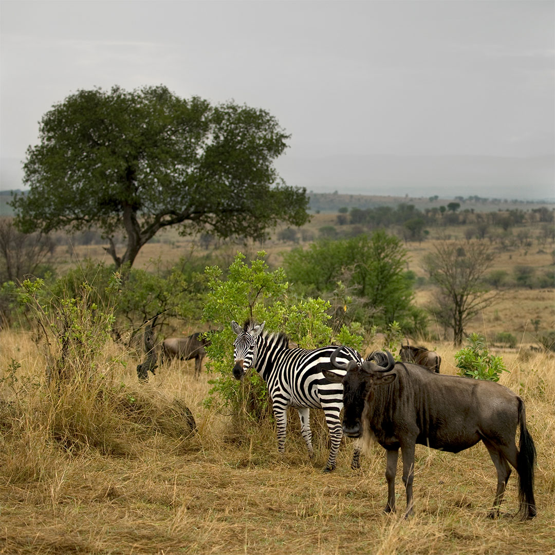 wildebeest-zebra-landscape-serengeti-national-park-serengeti-tanzania-africa