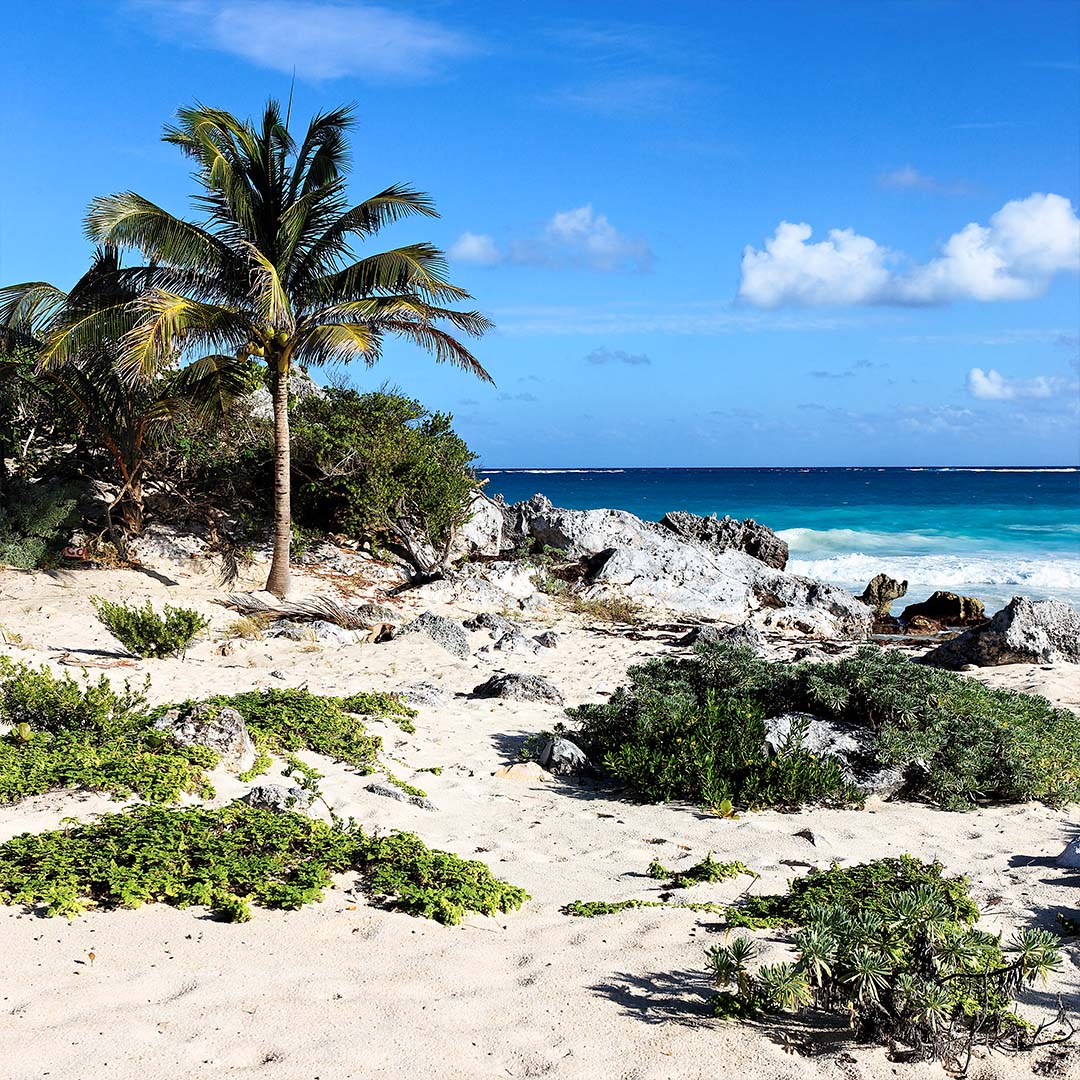 wilderness-caribbean-beach-summer-mexico